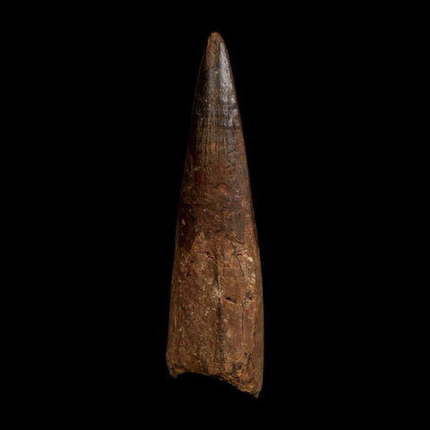XL 4" Spinosaurus Fossil Tooth 100 Million Years Old Cretaceous Dinosaur COA