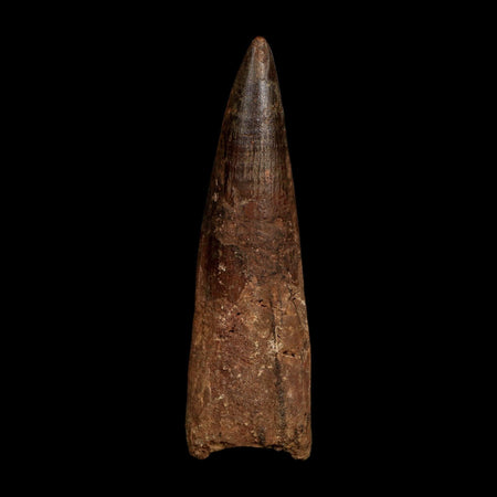 XL 4" Spinosaurus Fossil Tooth 100 Million Years Old Cretaceous Dinosaur COA