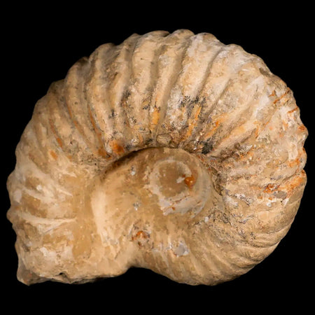 3.8" Acanthoceras Ammonite Fossil Agadir Morocco 360 Million Year Old COA