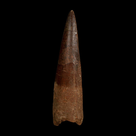 XL 4" Spinosaurus Fossil Tooth 100 Million Years Old Cretaceous Dinosaur COA