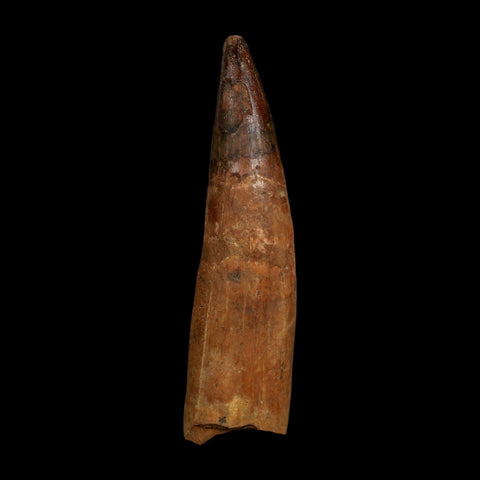 XL 4.2" Spinosaurus Fossil Tooth 100 Million Years Old Cretaceous Dinosaur COA