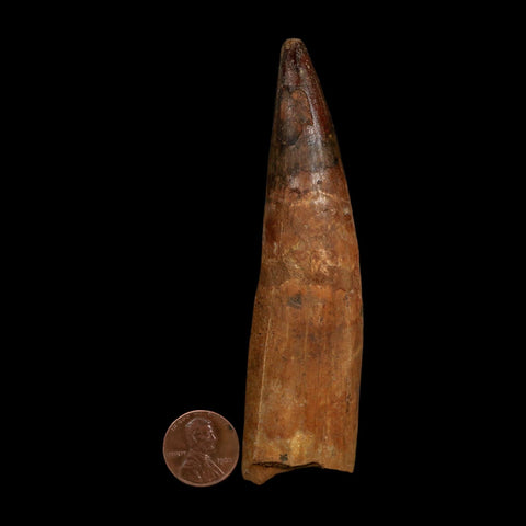 XL 4.2" Spinosaurus Fossil Tooth 100 Million Years Old Cretaceous Dinosaur COA