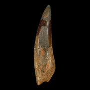 XXL 4.8" Spinosaurus Fossil Tooth 100 Million Years Old Cretaceous Dinosaur COA