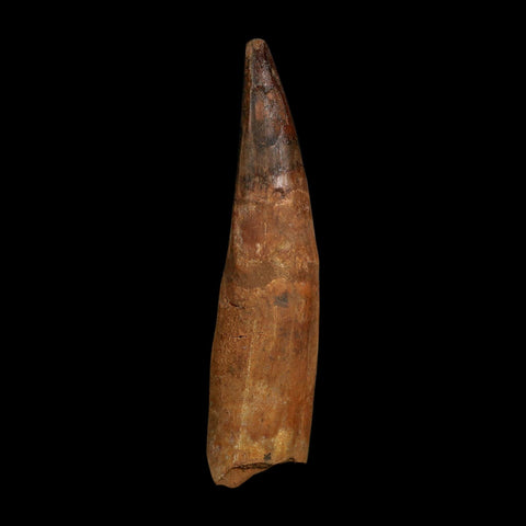 XL 4.2" Spinosaurus Fossil Tooth 100 Million Years Old Cretaceous Dinosaur COA