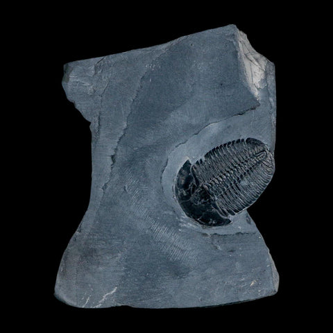 XL 1.5" Elrathia Kingi Trilobite Fossil In Matrix House Range Utah Cambrian Age COA - Fossil Age Minerals