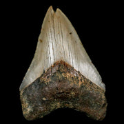 3.2" Quality Megalodon Shark Tooth Serrated Fossil Natural Miocene Age COA