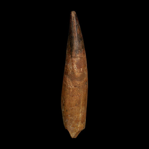 XL 4.2" Spinosaurus Fossil Tooth 100 Million Years Old Cretaceous Dinosaur COA