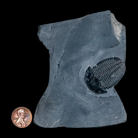 XL 1.5" Elrathia Kingi Trilobite Fossil In Matrix House Range Utah Cambrian Age COA - Fossil Age Minerals