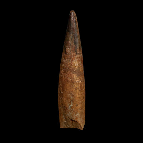 XL 4.2" Spinosaurus Fossil Tooth 100 Million Years Old Cretaceous Dinosaur COA