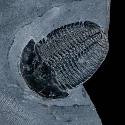 XL 1.5" Elrathia Kingi Trilobite Fossil In Matrix House Range Utah Cambrian Age COA - Fossil Age Minerals