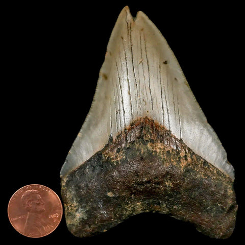3.2" Quality Megalodon Shark Tooth Serrated Fossil Natural Miocene Age COA - Fossil Age Minerals