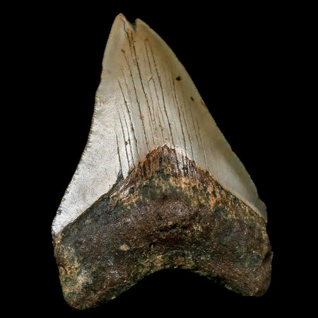 3.2" Quality Megalodon Shark Tooth Serrated Fossil Natural Miocene Age COA