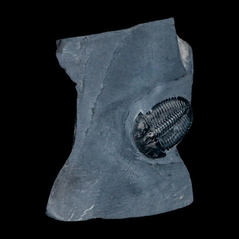 XL 1.5" Elrathia Kingi Trilobite Fossil In Matrix House Range Utah Cambrian Age COA - Fossil Age Minerals