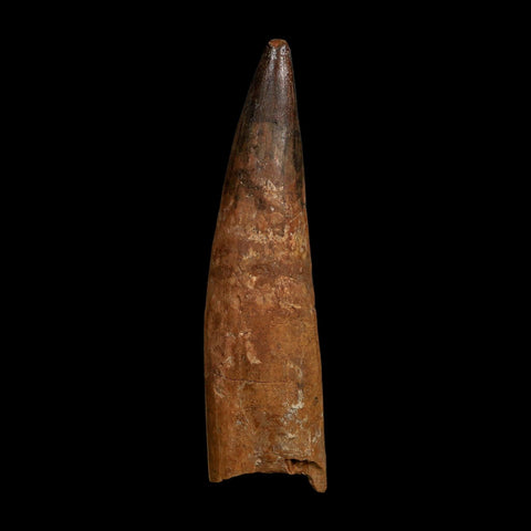 XL 4.2" Spinosaurus Fossil Tooth 100 Million Years Old Cretaceous Dinosaur COA