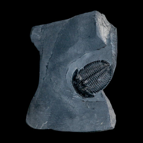 XL 1.5" Elrathia Kingi Trilobite Fossil In Matrix House Range Utah Cambrian Age COA - Fossil Age Minerals