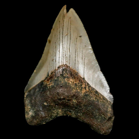 3.2" Quality Megalodon Shark Tooth Serrated Fossil Natural Miocene Age COA - Fossil Age Minerals