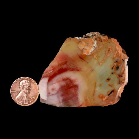 2.3" Fossilized Rainbow Petrified Wood Branch Arizona 66-150 Mil Yrs Old