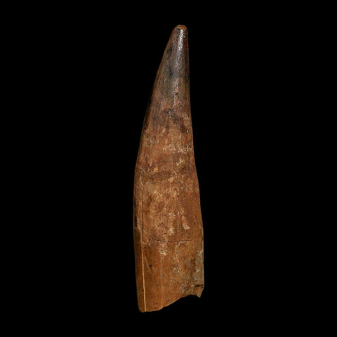 XL 4.2" Spinosaurus Fossil Tooth 100 Million Years Old Cretaceous Dinosaur COA