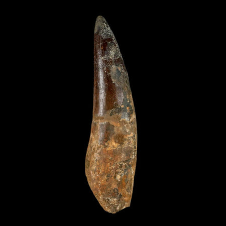 XXL 4.8" Spinosaurus Fossil Tooth 100 Million Years Old Cretaceous Dinosaur COA