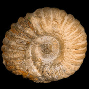 4.1" Acanthoceras Ammonite Fossil Agadir Morocco 360 Million Year Old COA