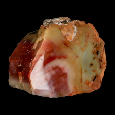 2.3" Fossilized Rainbow Petrified Wood Branch Arizona 66-150 Mil Yrs Old