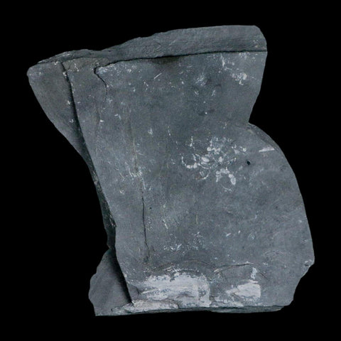 XL 1.5" Elrathia Kingi Trilobite Fossil In Matrix House Range Utah Cambrian Age COA - Fossil Age Minerals