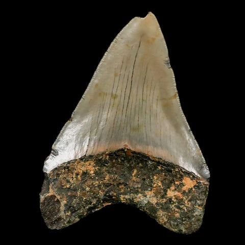 3.2" Quality Megalodon Shark Tooth Serrated Fossil Natural Miocene Age COA - Fossil Age Minerals