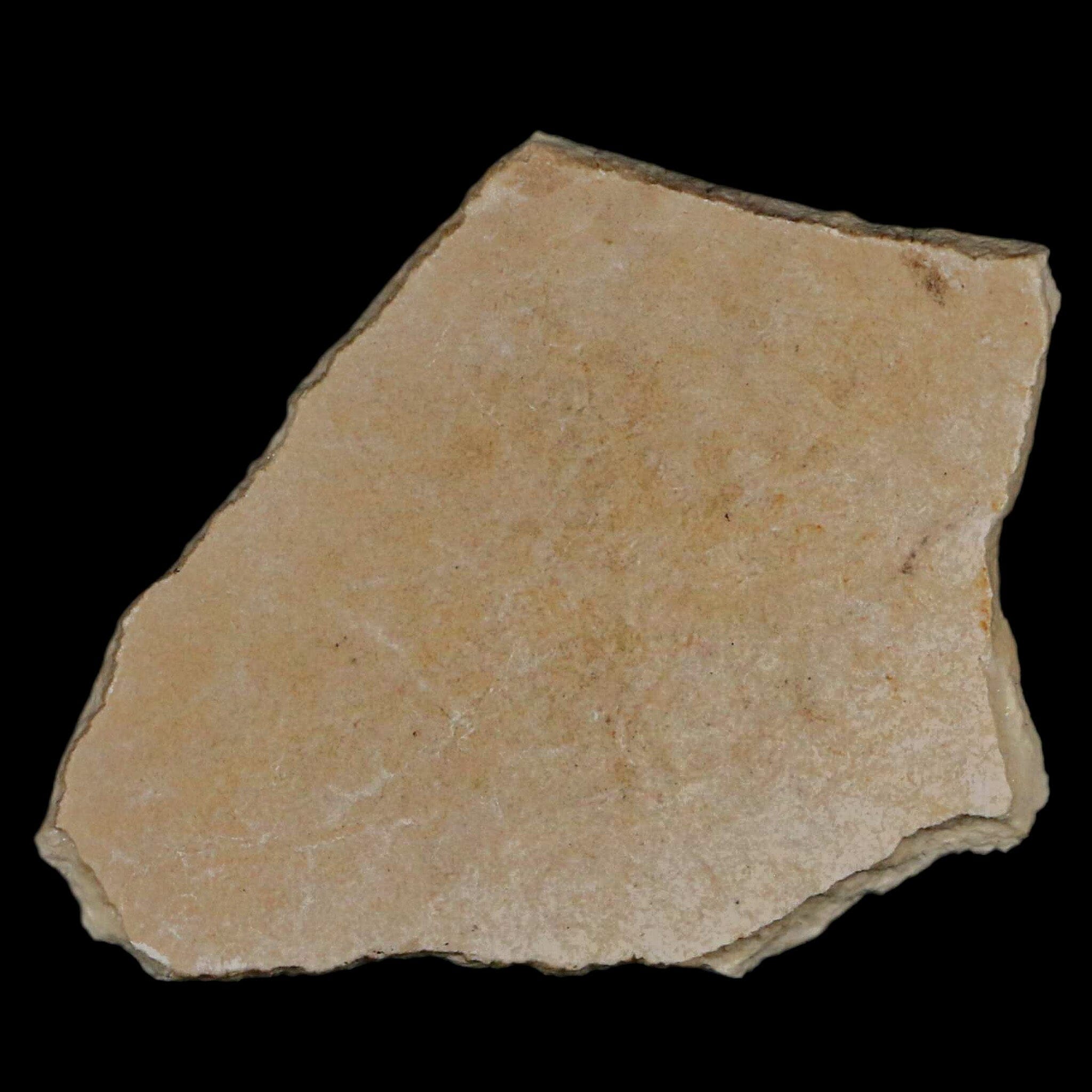 2.9" Elephant Bird Aepyornis Maximus Egg Shell Specimen Late Pleistocene Madagascar - Fossil Age Minerals