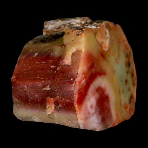 2.3" Fossilized Rainbow Petrified Wood Branch Arizona 66-150 Mil Yrs Old