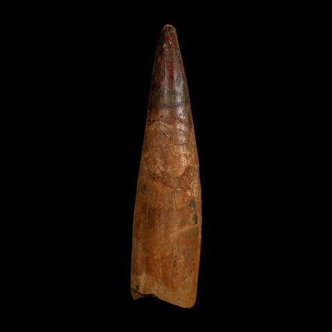 XL 4.2" Spinosaurus Fossil Tooth 100 Million Years Old Cretaceous Dinosaur COA
