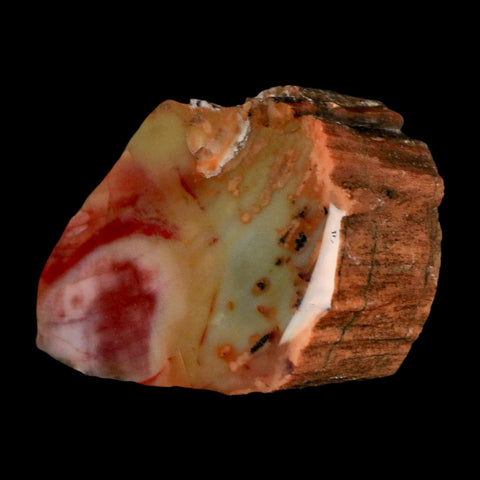 2.3" Fossilized Rainbow Petrified Wood Branch Arizona 66-150 Mil Yrs Old