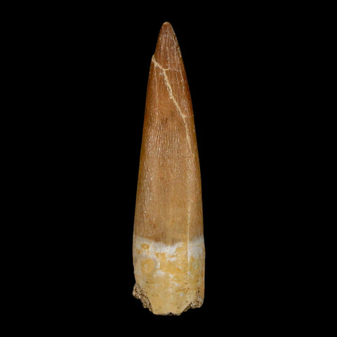 XL 2.1" Plesiosaur Zarafasaura Tooth Fossil Cretaceous Dinosaur Era COA, Stand - Fossil Age Minerals