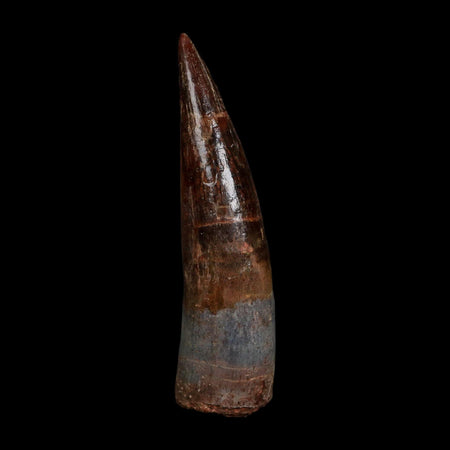 XL 3.8" Spinosaurus Fossil Tooth 100 Million Years Old Cretaceous Dinosaur COA