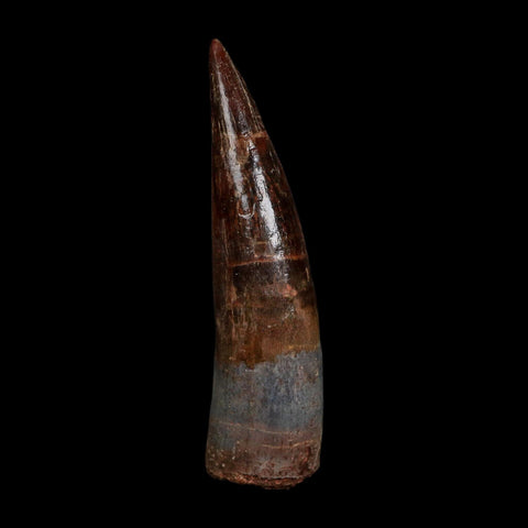 XL 3.8" Spinosaurus Fossil Tooth 100 Million Years Old Cretaceous Dinosaur COA