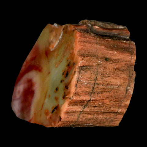 2.3" Fossilized Rainbow Petrified Wood Branch Arizona 66-150 Mil Yrs Old