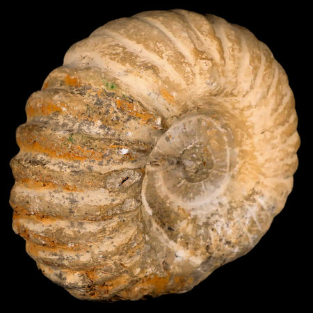 4.1" Acanthoceras Ammonite Fossil Agadir Morocco 360 Million Year Old COA