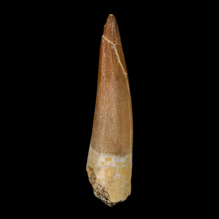 XL 2.1" Plesiosaur Zarafasaura Tooth Fossil Cretaceous Dinosaur Era COA, Stand