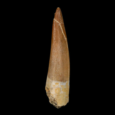 XL 2.1" Plesiosaur Zarafasaura Tooth Fossil Cretaceous Dinosaur Era COA, Stand - Fossil Age Minerals