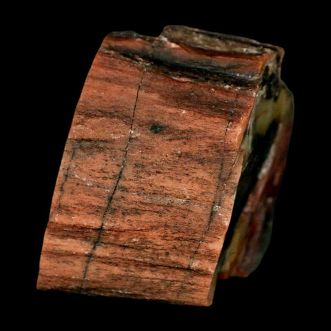 2.3" Fossilized Rainbow Petrified Wood Branch Arizona 66-150 Mil Yrs Old