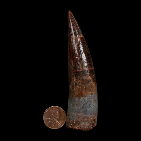 XL 3.8" Spinosaurus Fossil Tooth 100 Million Years Old Cretaceous Dinosaur COA