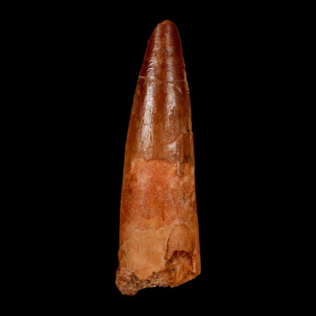 1.7" Spinosaurus Fossil Tooth 100 Million Years Old Cretaceous Dinosaur COA Stand