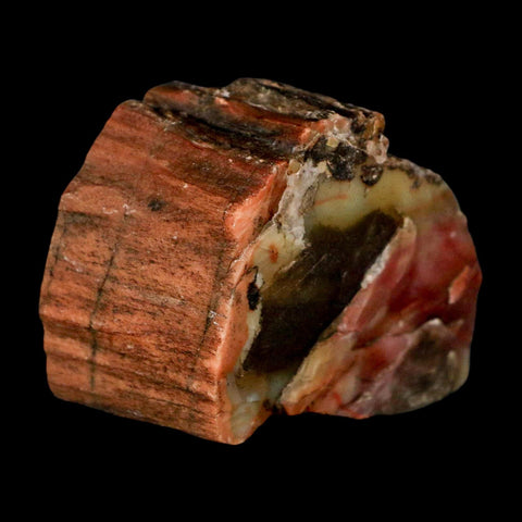 2.3" Fossilized Rainbow Petrified Wood Branch Arizona 66-150 Mil Yrs Old