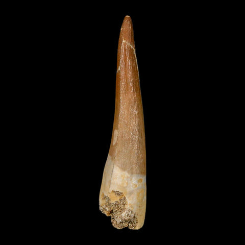 XL 2.1" Plesiosaur Zarafasaura Tooth Fossil Cretaceous Dinosaur Era COA, Stand - Fossil Age Minerals