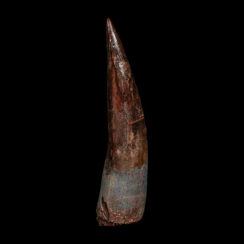 XL 3.8" Spinosaurus Fossil Tooth 100 Million Years Old Cretaceous Dinosaur COA