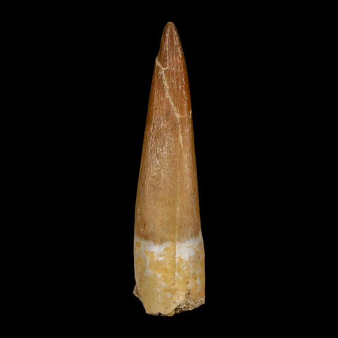XL 2.1" Plesiosaur Zarafasaura Tooth Fossil Cretaceous Dinosaur Era COA, Stand - Fossil Age Minerals