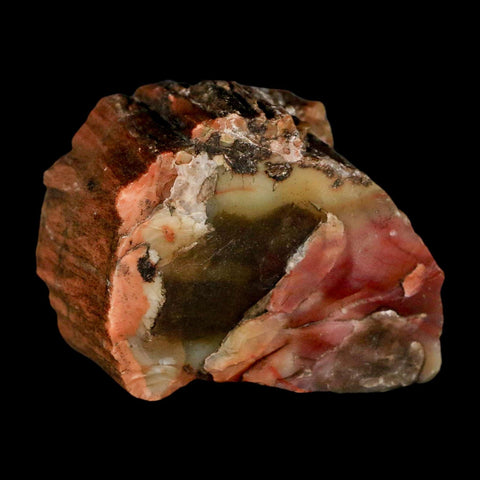 2.3" Fossilized Rainbow Petrified Wood Branch Arizona 66-150 Mil Yrs Old