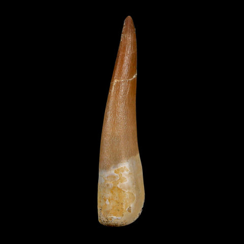 XL 2.1" Plesiosaur Zarafasaura Tooth Fossil Cretaceous Dinosaur Era COA, Stand - Fossil Age Minerals