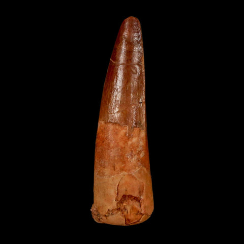 1.7" Spinosaurus Fossil Tooth 100 Million Years Old Cretaceous Dinosaur COA Stand