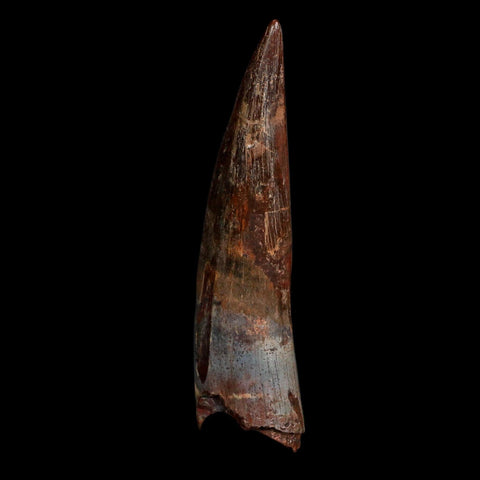 XL 3.8" Spinosaurus Fossil Tooth 100 Million Years Old Cretaceous Dinosaur COA