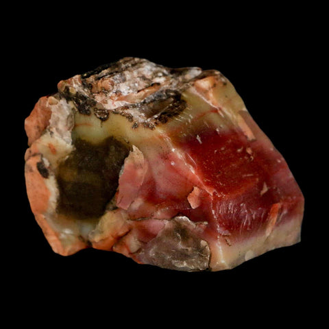 2.3" Fossilized Rainbow Petrified Wood Branch Arizona 66-150 Mil Yrs Old